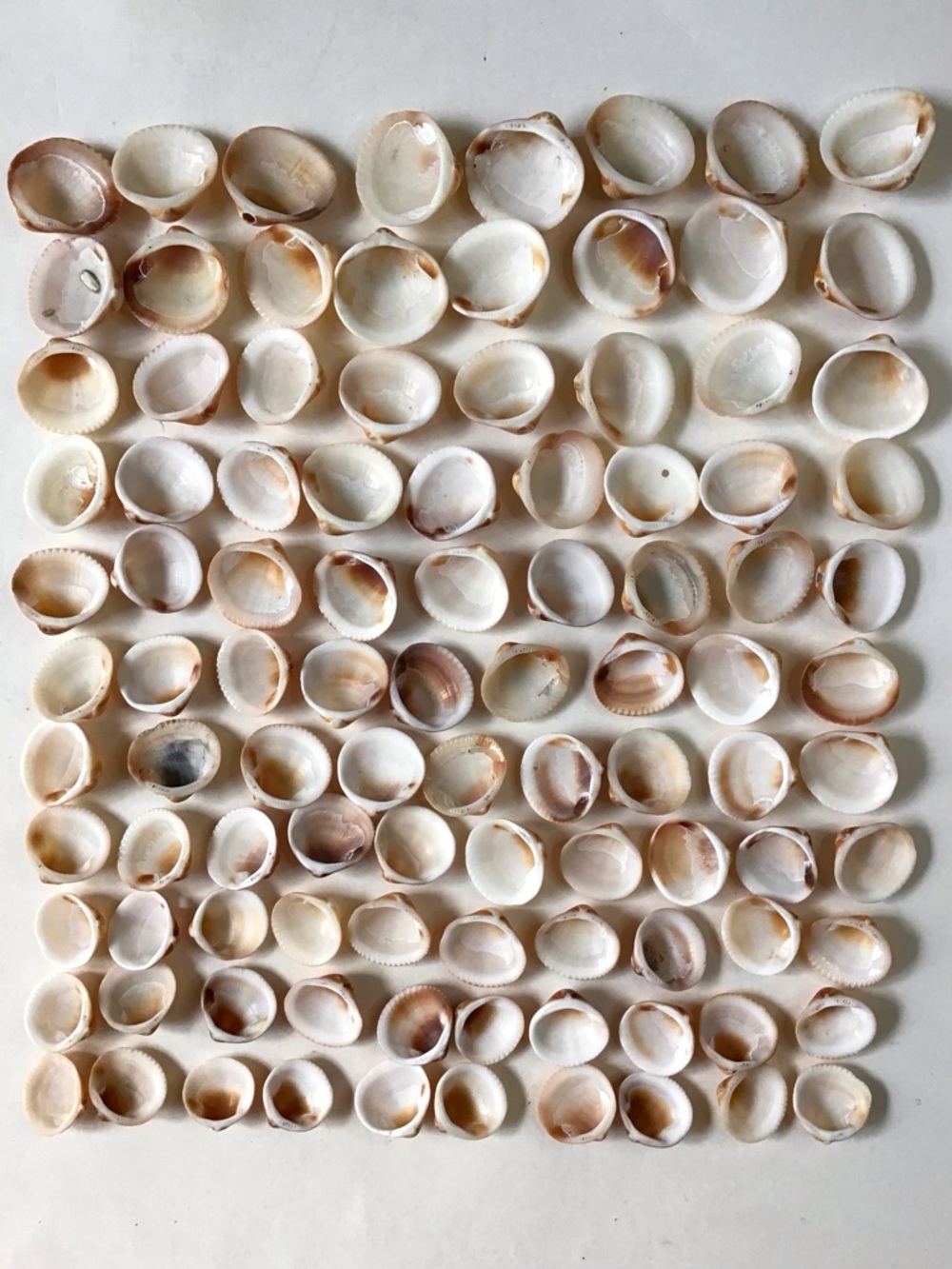 Seashells 100 Spectral Bittersweet Clam Shells 7/8” to 1-3/8” Beach Crafts Decor - Picture 7 of 7